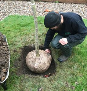 Ascending Arbs Tree Surgeon Services