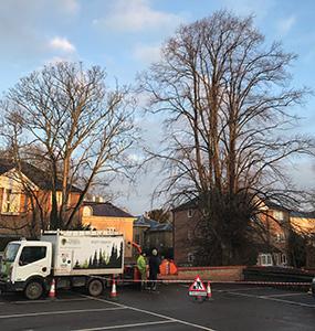 Ascending Arbs Tree Surgeon Services