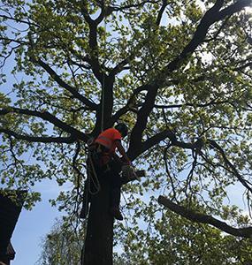 Ascending Arbs Tree Surgeon Services
