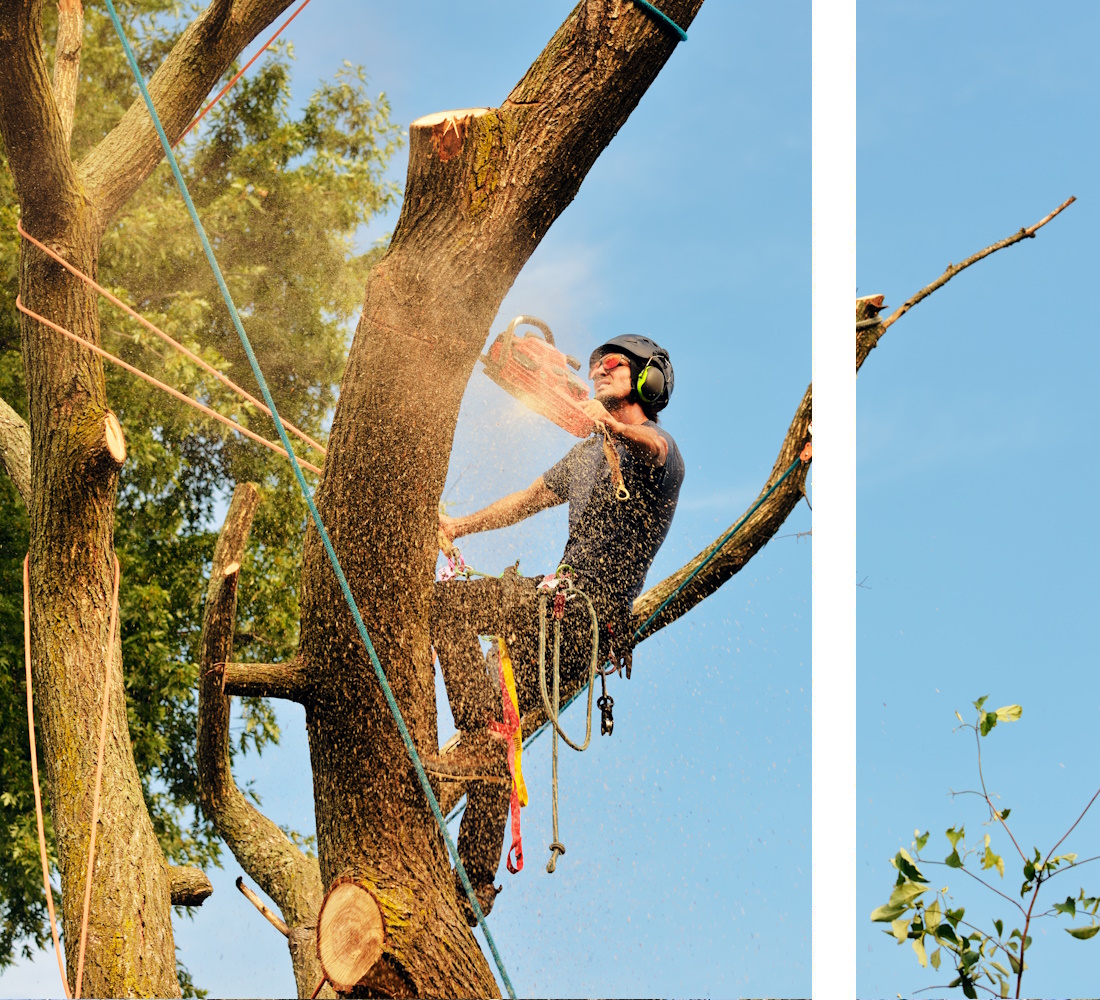 Tree Surveys