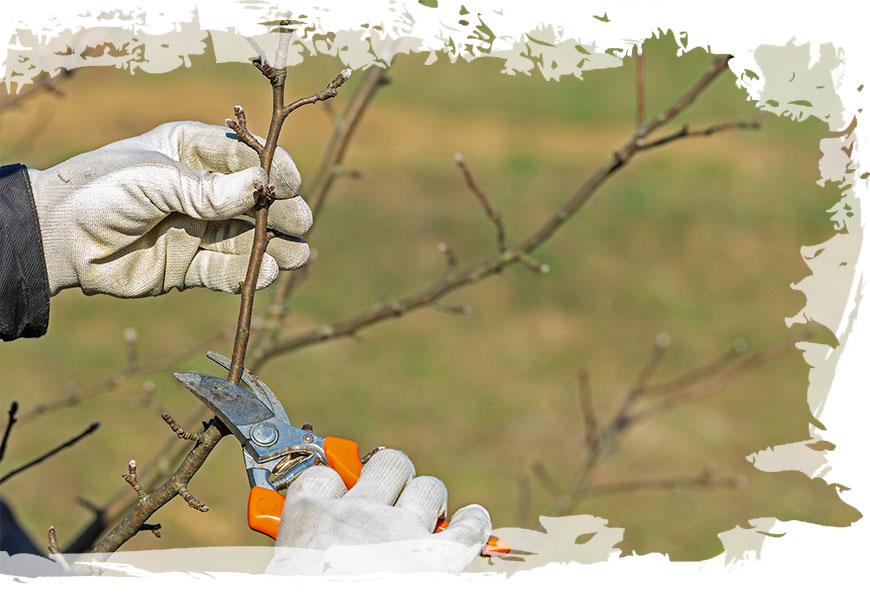 Tree Maintenance