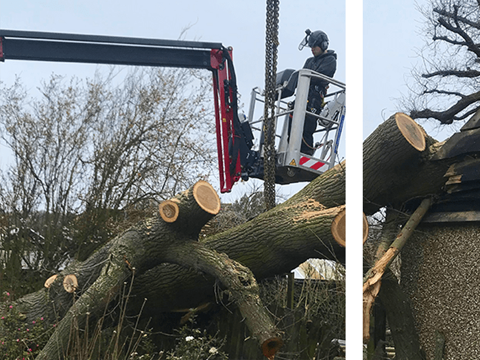 Tree Surgery Services
