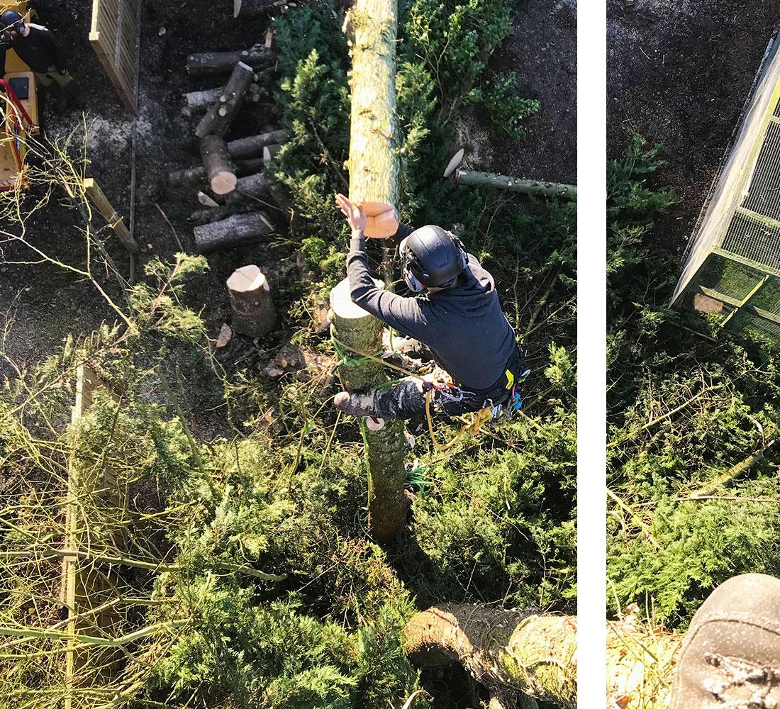Ascending Arbs Services